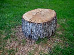 Best Arborist Consultation Services  in Stowell, TX