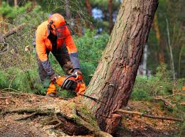 Best Utility Line Clearance  in Stowell, TX