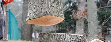 Best Tree Risk Assessment  in Stowell, TX