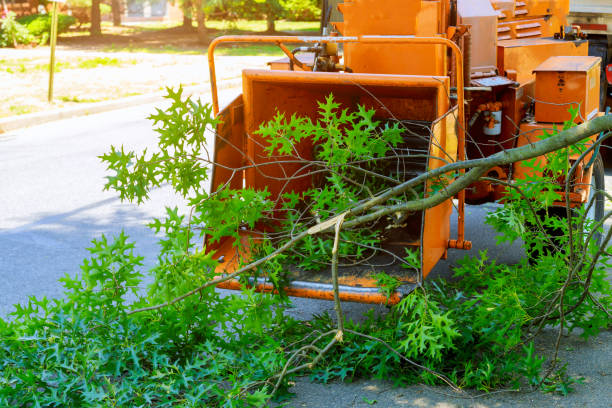 Professional Tree Services in Stowell, TX