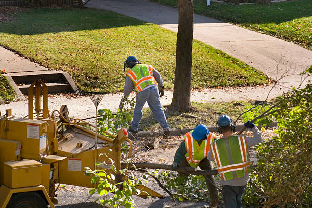Best Stump Grinding and Removal  in Stowell, TX
